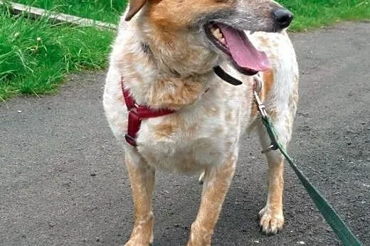 Bianka - śliczna biało ruda piękność do adopcji,  
