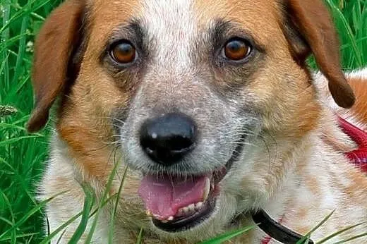 Bianka - śliczna biało ruda piękność do adopcji,  