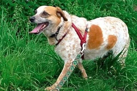 Bianka - śliczna biało ruda piękność do adopcji,  