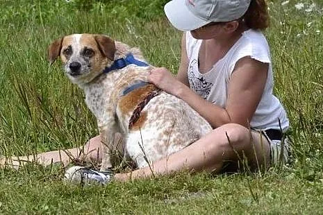 Bianka - śliczna biało ruda piękność do adopcji,  
