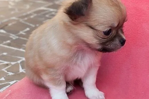 Chihuahua - szczenięta wystawowe z rodowodem  ZKwP
