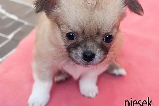 Chihuahua - szczenięta wystawowe z rodowodem  ZKwP
