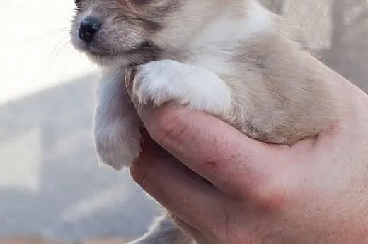 Chihuahua - szczenięta wystawowe z rodowodem  ZKwP