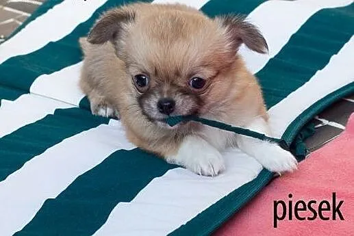 Chihuahua - szczenięta wystawowe z rodowodem  ZKwP