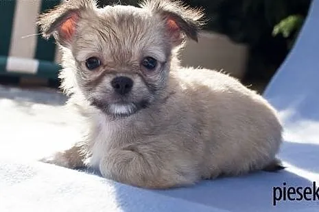 Chihuahua - szczenięta wystawowe z rodowodem  ZKwP