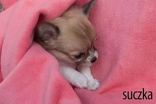 Chihuahua - szczenięta wystawowe z rodowodem  ZKwP