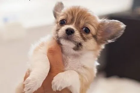 Chihuahua - szczenięta wystawowe z rodowodem  ZKwP
