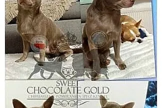 Chihuahua liliowy krótkowłosy badania komplet badań DNA na choroby w rasie!, Łódzkie, Bełchatów