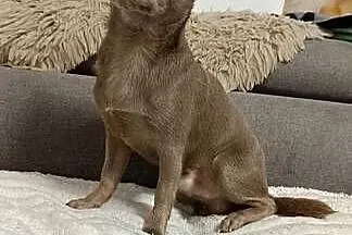 Chihuahua liliowy krótkowłosy badania komplet badań DNA na choroby w rasie!, Łódzkie, Bełchatów