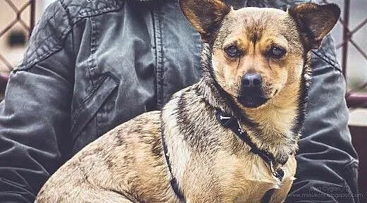 Pestka - maleńka kruszynka, która źle znosi schron