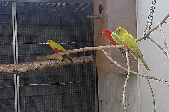 Papuga Szkarłatka królewska żółta 2021