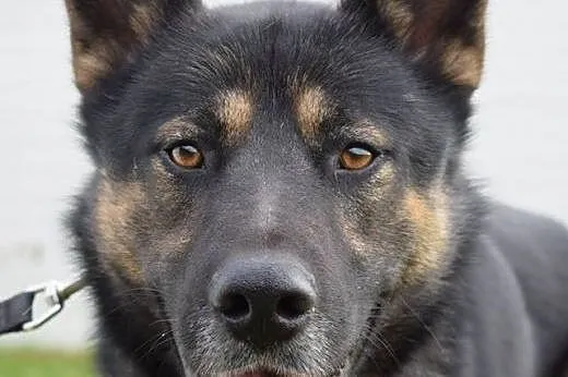 Rambo w typie owczarka do adoopcji,  śląskie Sosno