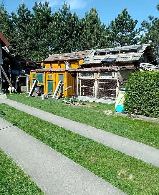 Gołąb pocztowy, Małopolskie, Bogumiłowice