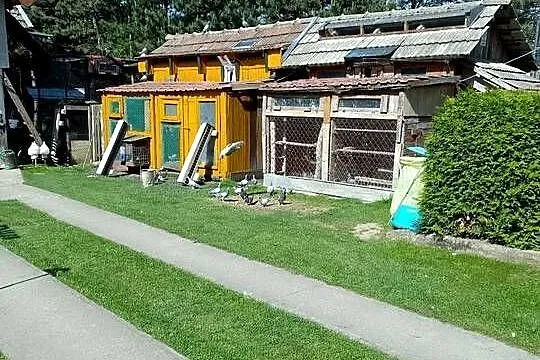 Gołąb pocztowy, Małopolskie, Bogumiłowice