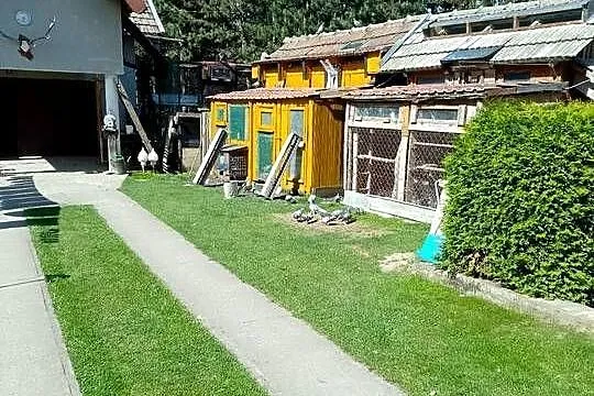Gołąb pocztowy, Małopolskie, Bogumiłowice