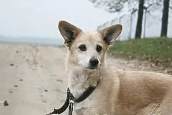 Kochana, delikatna suczka Tula marzy o spokojnym d