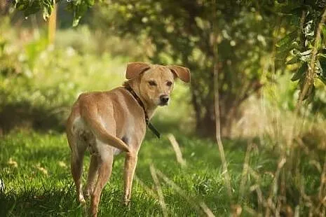 Wesoła Tara do adopcji,  dolnośląskie Jelenia Góra