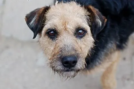 Goja- towarzyska sunia w typie terrier,  dolnośląskie Wrocław