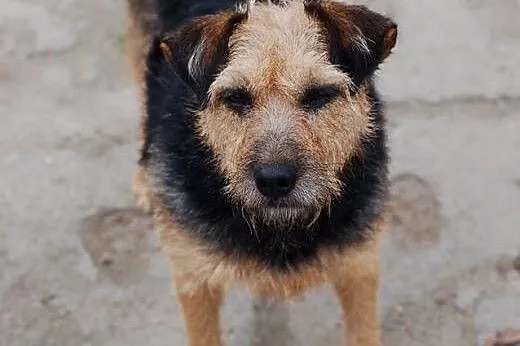 Goja- towarzyska sunia w typie terrier,  dolnośląs