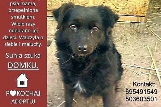 3 letnia Perełka, kudłata i nieduża ponownie szuka domu!, Kundelki cała Polska