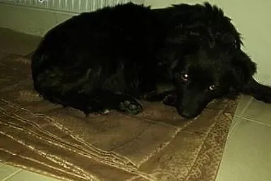 3 letnia Perełka, kudłata i nieduża ponownie szuka