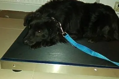 3 letnia Perełka, kudłata i nieduża ponownie szuka