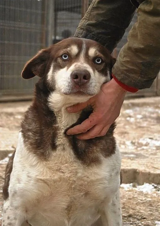 Błękitnooka Zelda do adopcji , lubelskie Świdnik