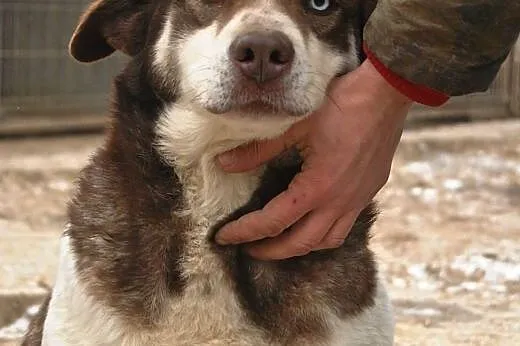 Błękitnooka Zelda do adopcji ,  lubelskie Świdnik