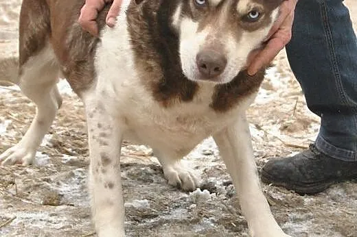 Błękitnooka Zelda do adopcji ,  lubelskie Świdnik