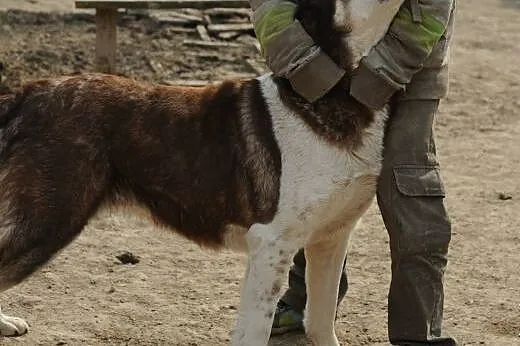 Błękitnooka Zelda do adopcji ,  lubelskie Świdnik