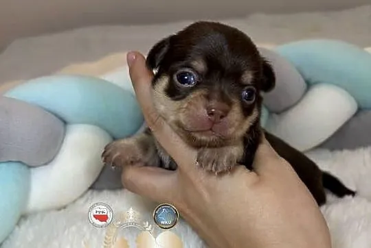 Chihuahua piesek krótkowłosy Choco Tan badania DNA rodowód