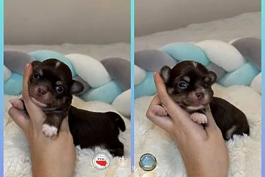 Chihuahua piesek krótkowłosy Choco Tan badania DNA rodowód, Łódzkie, Bełchatów