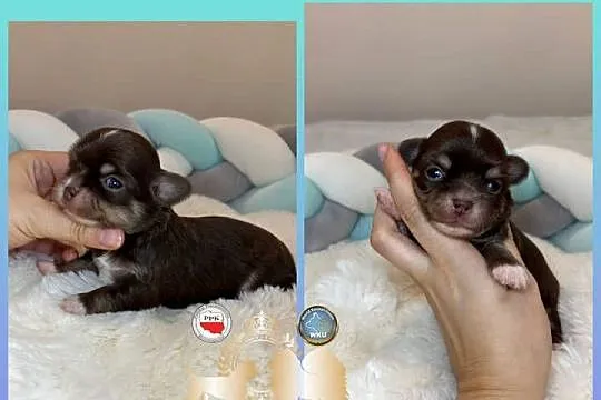 Chihuahua piesek krótkowłosy Choco Tan badania DNA rodowód, Łódzkie, Bełchatów