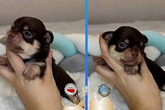 Chihuahua piesek krótkowłosy Choco Tan badania DNA rodowód, Łódzkie, Bełchatów