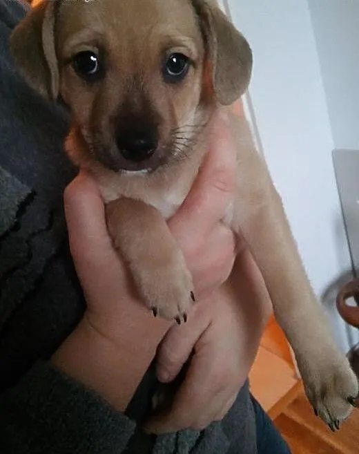 Mały Chico, 7 tygodniowy szczeniaczek szuka domu,