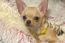 Pieski chihuahua