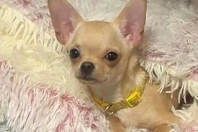 Pieski chihuahua