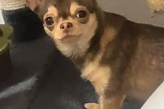 Pieski chihuahua, Łódzkie, Chróścin