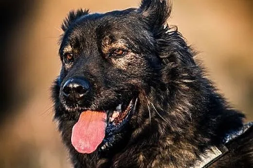 DARMA - cudowna i ZRÓWNOWAŻONA suczka - 37 kg MIŁO