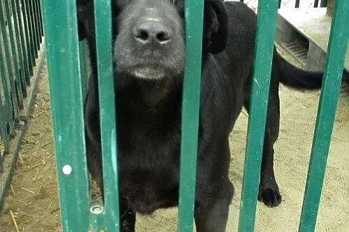 Black - przyjazny labrador czeka na dom