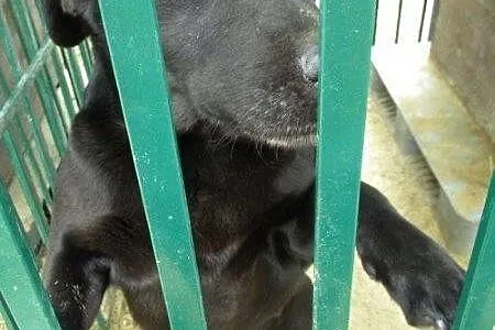 Black - przyjazny labrador czeka na dom