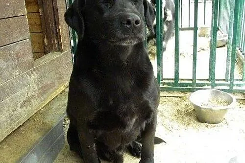 Black - przyjazny labrador czeka na dom