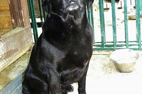 Black - przyjazny labrador czeka na dom