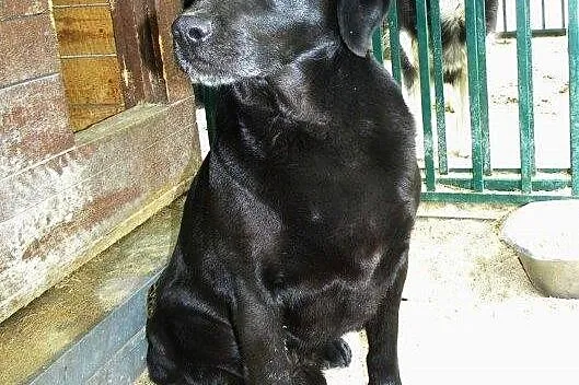 Black - przyjazny labrador czeka na dom
