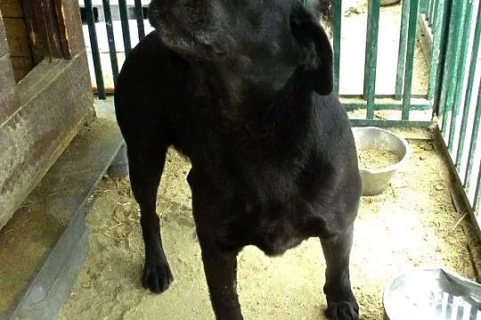 Black - przyjazny labrador czeka na dom