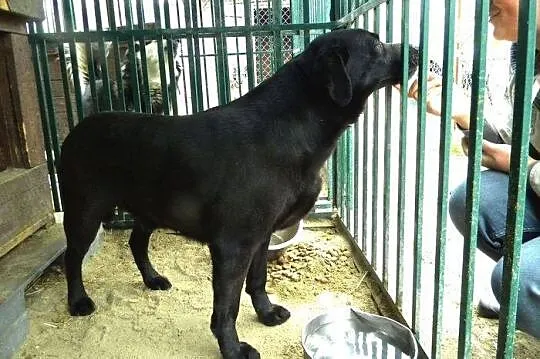 Black - przyjazny labrador czeka na dom