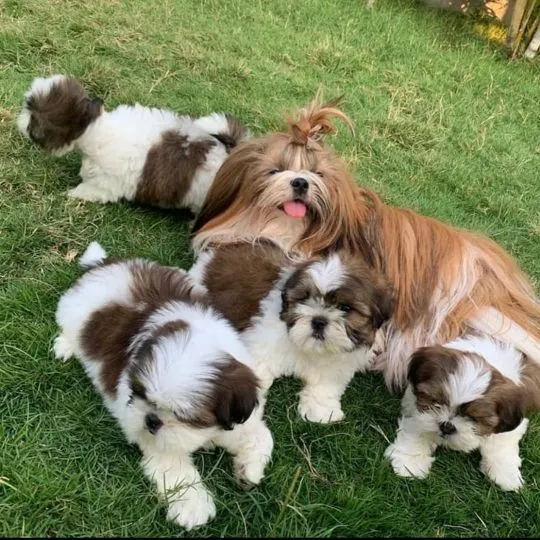 Szczenięta Shih Tzu do adopcji – napisz, aby uzyskać więcej informacji: {{emanuellepatricia71@gmail.