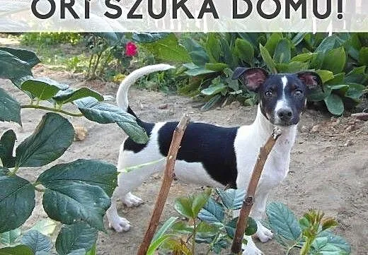 Młody Ori szuka kochającego domu!, wielkopolskie