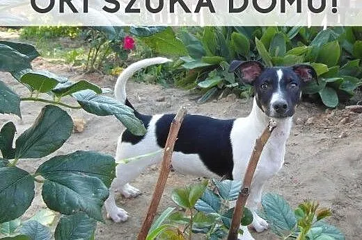 Młody Ori szuka kochającego domu!, wielkopolskie Poznań