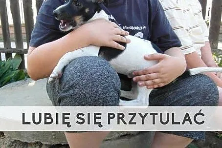 Młody Ori szuka kochającego domu!,  wielkopolskie 